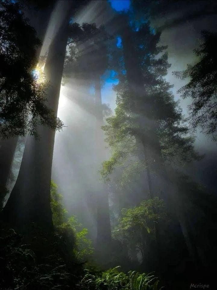 worldclick56's tweet photo. Redwood National Park 🇺🇲🍃 https://t.co/SfCX2kP6BP