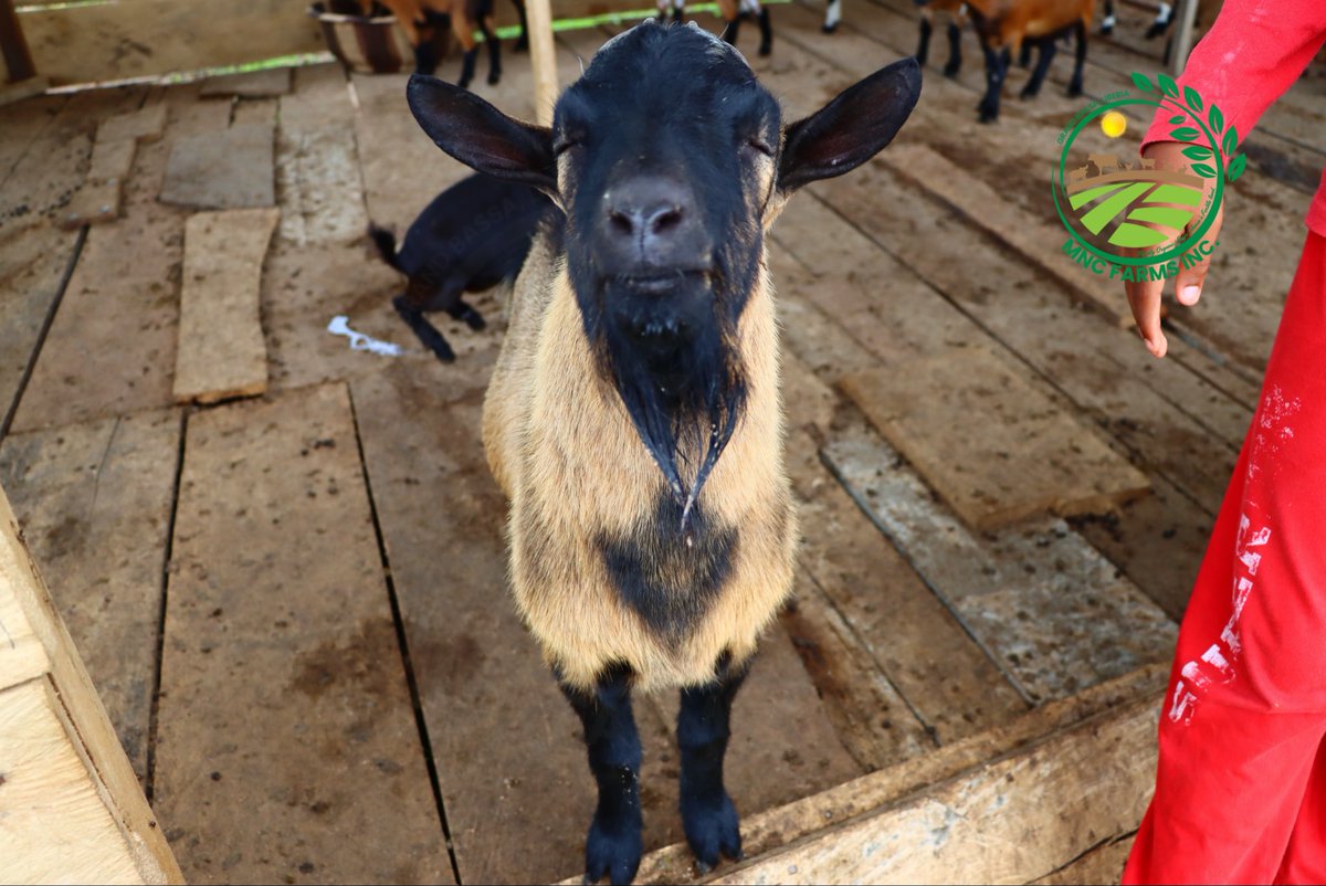 mncfarm's tweet photo. Caption this goat. 😂🐐

Wrong answers only. https://t.co/LWU2MPy7fX
