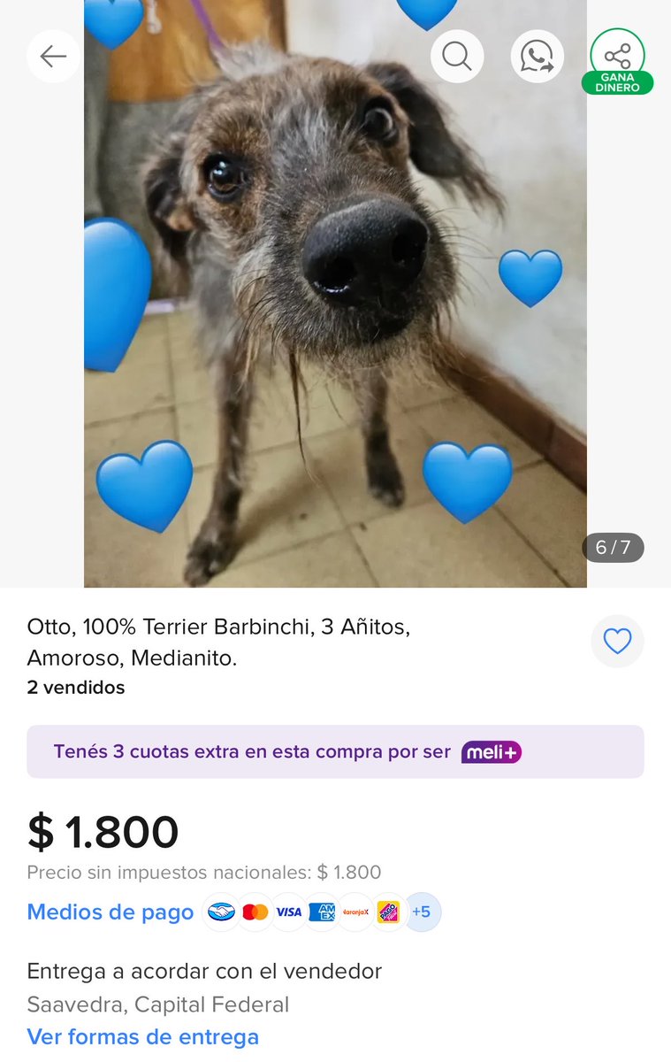 frangss_'s tweet photo. Entro a mercado libre y venden por 1800 pesos un perro de 3 años https://t.co/m40BBzje7V