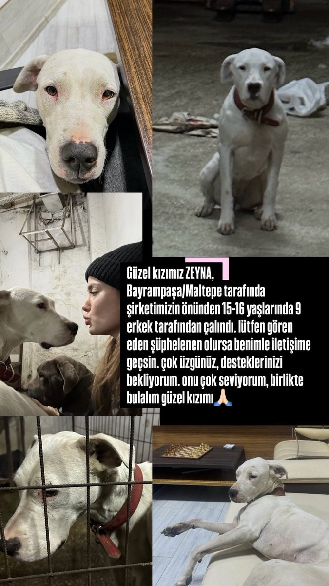 dpindaahouse's tweet photo. bayrampaşa/maltepe tarafında köpeğimiz çalındı. yarın suç duyurusunda bulunacağız. lütfen paylaşın güzel kızımızı bulalım🙏🏻 https://t.co/S80QsHjMXQ