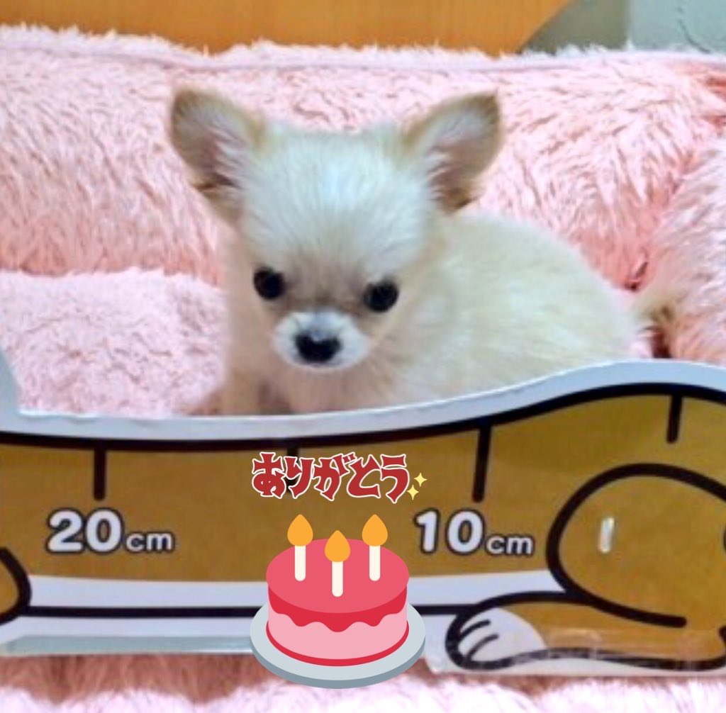 mochimochignm's tweet photo. チピが隣りにいる幸せ🐶✨
＃チワワ

今日は、チピ🐶11回目のお誕生日です🎉🎂

いつも隣りにいて��れて、
ありがとう✨
家に来てくれて、本当に
ありがとう✨ https://t.co/aGpuNbfLPh