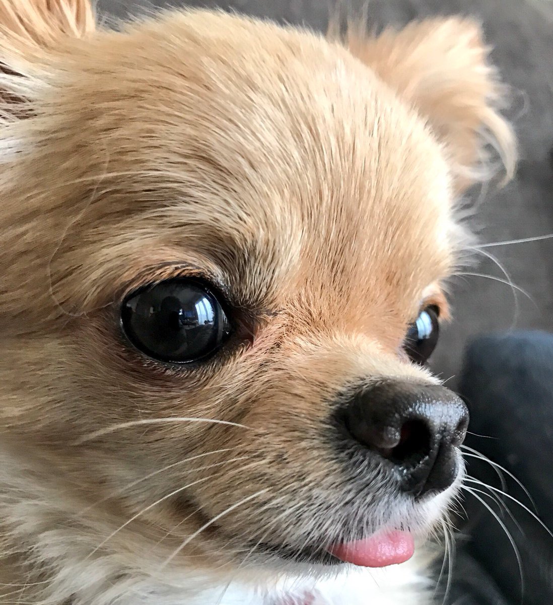 mochimochignm's tweet photo. チピが隣りにいる幸せ🐶✨
＃チワワ

今日は、チピ🐶11回目のお誕生日です🎉🎂

いつも隣りにいて��れて、
ありがとう✨
家に来てくれて、本当に
ありがとう✨ https://t.co/aGpuNbfLPh