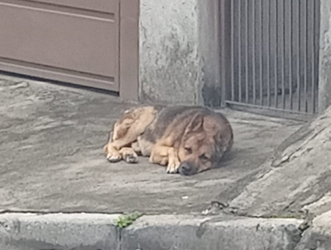 MarcoValverde72's tweet photo. Até quando teremos que ver animais indefesos, que só sabem dar amor, carinho e lealdade, sofrerem nas mãos da crueldade e do abandono? Eles não têm voz para pedir ajuda. Por isso, precisamos ser a voz deles. 🐶❤️🐾
#ChegaDeMausTratos 
#AnimaisMerecemAmor https://t.co/IIBSGVKN7V