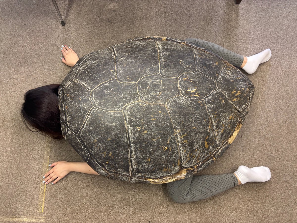 ELNAshop's tweet photo. 新米スタッフ！ウミガメと私の成長記録～3
更新カメェ🐢

ウミガメになってみたヨォ。

ELNA横浜事務所が行う調査の価値は、単に現場で記録や採取、解剖をしているわけではありません。一つの命から得られる情報を多くの人と共に未来へつなげています。

https://t.co/uBXVlCVaru https://t.co/RGGyWrKzhb