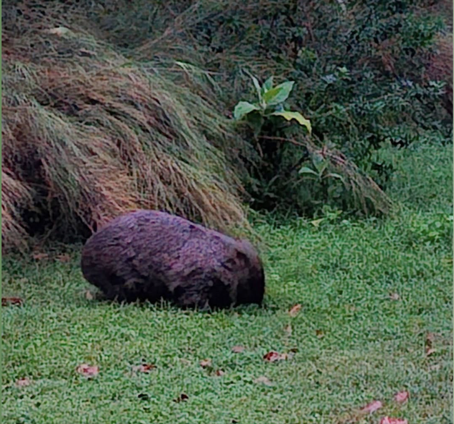 WomSAT's tweet photo. A little nose, four sturdy paws, and a whole lot of personality. π·
π· Have you spotted a wombat recently?
#Wombat #WombatsOfInstagram #AustralianWildlife #WildlifePhotography #WombatLove #NativeWildlife #Australia #CuteAnimals #WildlifeConservation #Womsat #wombatweekend https://t.co/n9vpzdsW35
