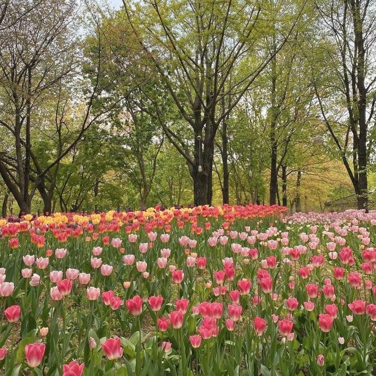 aestheticspost_'s tweet photo. Tulips. https://t.co/yRv3cbuQVo