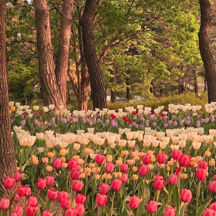 aestheticspost_'s tweet photo. Tulips. https://t.co/yRv3cbuQVo