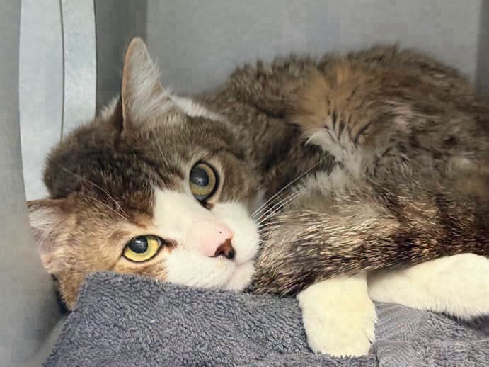 DubJH1009's tweet photo. https://t.co/vHuLZDhznz #ALLSCHEDULEDTODIE #EMERGENCY #SOS #ALLMUSTBESAVEDASAP #ALLWILLBEKILLED #DOSOMETHINGPLEASE #HELPIMMEDIATELY #MAYDAY #REDALERT #URGENT #SOS #CRITICAL #DESPERATE #nyc #cats https://t.co/tPEuTtGZzW