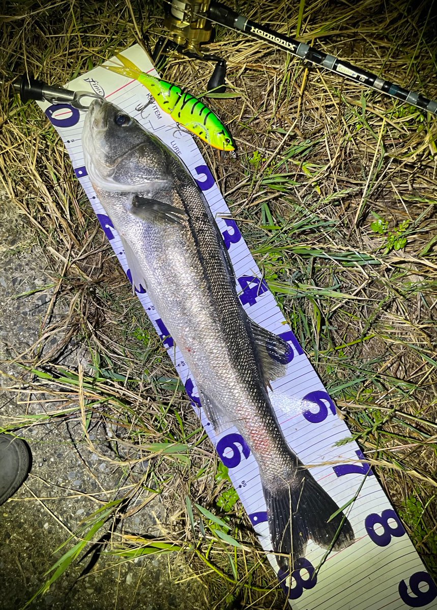 kent_surf_fish's tweet photo. KLASH9 VILLAGE TIGER
ROLL LIP +V-TAIL
ゆっくりまいてガツン💥
K9でいろいろセッティング変えながらやるのはやっぱ楽しい
#KLASH9 #VARIAL #CALCUTTACONQUESTMD
#tulalajp #ランカーシーバス https://t.co/JP1oraqAZW