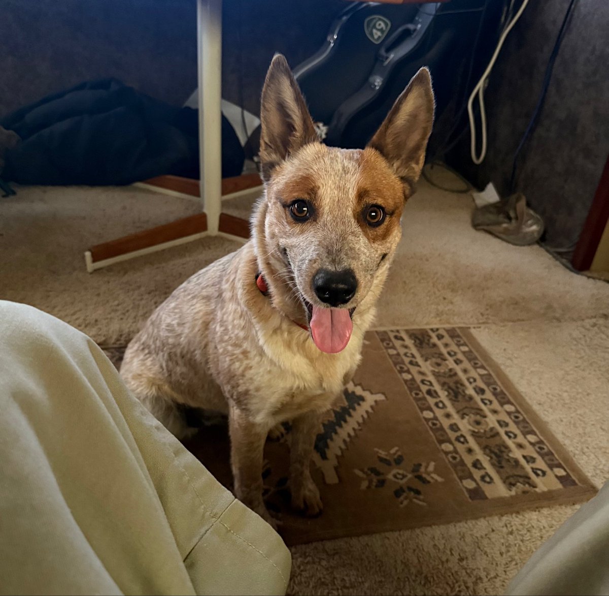 Levimatron's tweet photo. @DomesticCEOCat Post dog face
Daisy almost 1 year old. https://t.co/j8XFQRp7eY