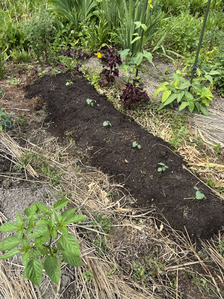 rinrintubo's tweet photo. オクラを植えた！
食べれると良いなぁ✨ https://t.co/ynrwCN6LDp