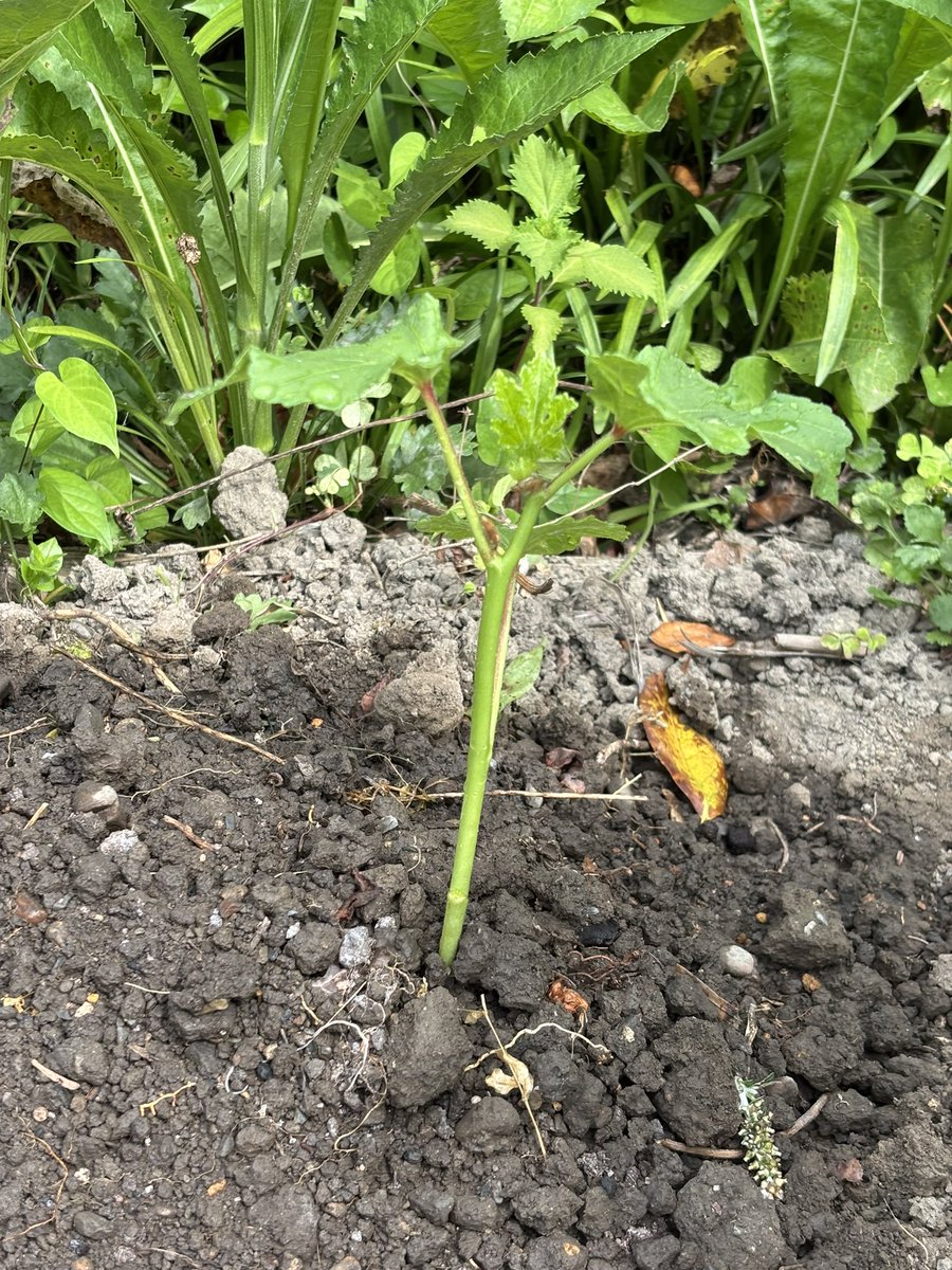 rinrintubo's tweet photo. オクラを植えた！
食べれると良いなぁ✨ https://t.co/ynrwCN6LDp