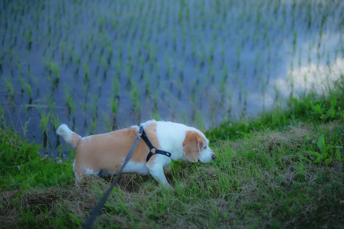 distance_box's tweet photo. 今日のきぃちゃん☁️

今日は少しのんびりします😌

#beagle
#ビーグル
#犬のいる生活 https://t.co/LtHxrM2UiB