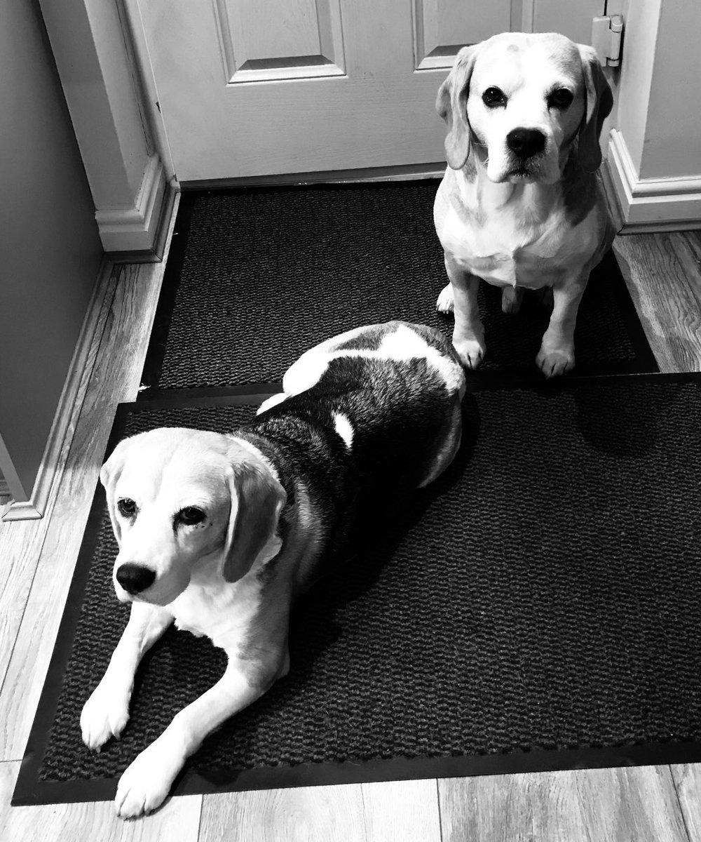 (🌈Angels Eddie& Ella) Winnie, Johnny, Ziggy & Axl tweet media