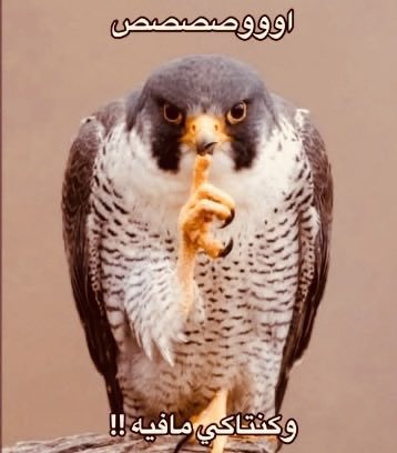 llilil_9's tweet photo. اقترحو لي تخصص حلو ويطلع فلوس وله مسقبل وسهل وبدون انقليزي ومو دبلوم https://t.co/49AmrQlSdp