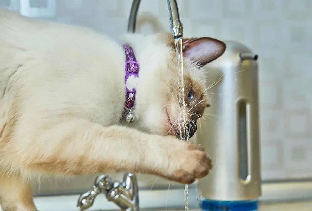 ConociendoPerro's tweet photo. ¿Tu gato bebe poca agua? 😿 Esto es más común de lo que crees y puede afectar seriamente su salud. Trucos fáciles, para mejorar la hidratación de tu felino y cuidar sus riñones. ¡Tu gato te lo agradecerá! 🐾💧
#Gatos #SaludFelina #HidrataciónDelGato 
https://t.co/gGqvd5YI5i https://t.co/ozNQG4gArI