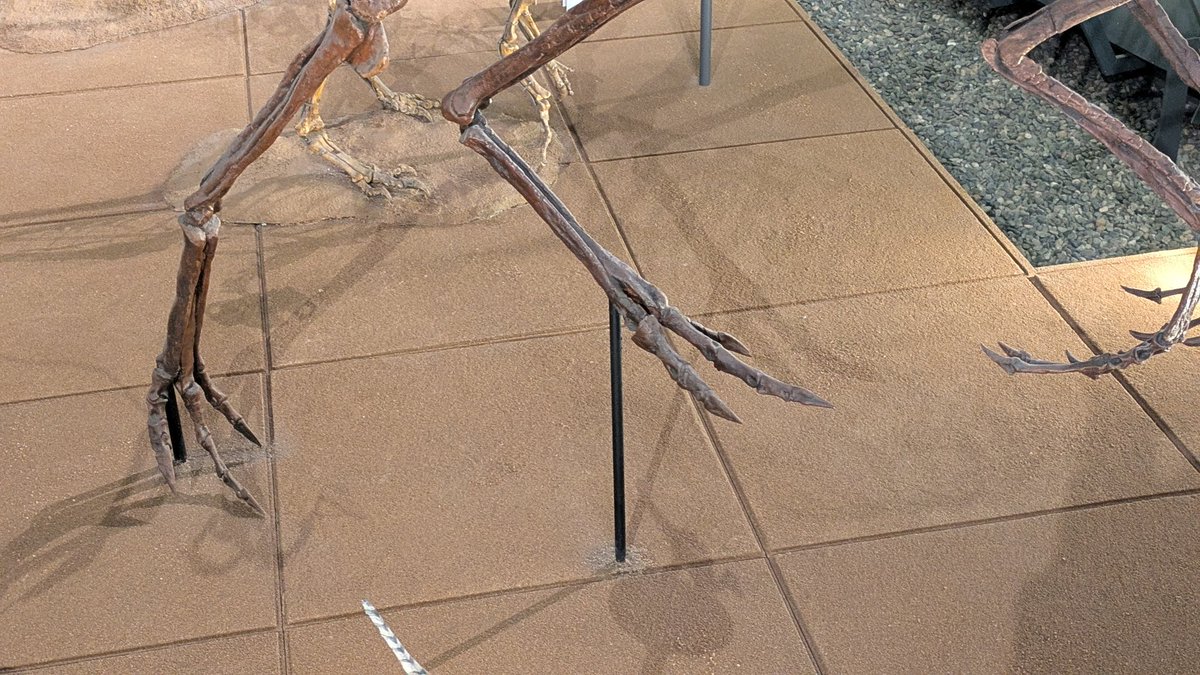 KJpdino7000's tweet photo. #金曜日だから化石貼る
#FossilFriday
#FPDM のオルニトミムス。オルニトミモサウルス類のいくつかの中足骨は速く走るために衝撃吸収の役割をする構造(アークトメタターサル)になっています。さらに種によって手の形も多様で、オルニトミムスの手の指の長さはほぼ同じになっています。 https://t.co/AGSwf8ERoA