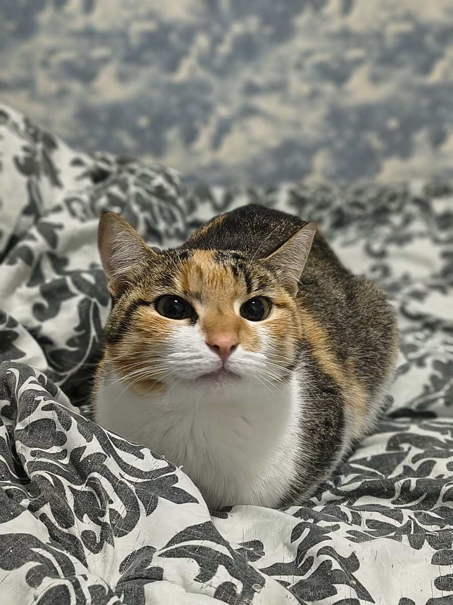 Megaragmail's tweet photo. A gata mais linda do mundo https://t.co/0bSVMCtA2w