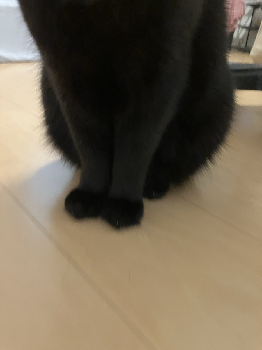 早く帰りたい猫吸いたい