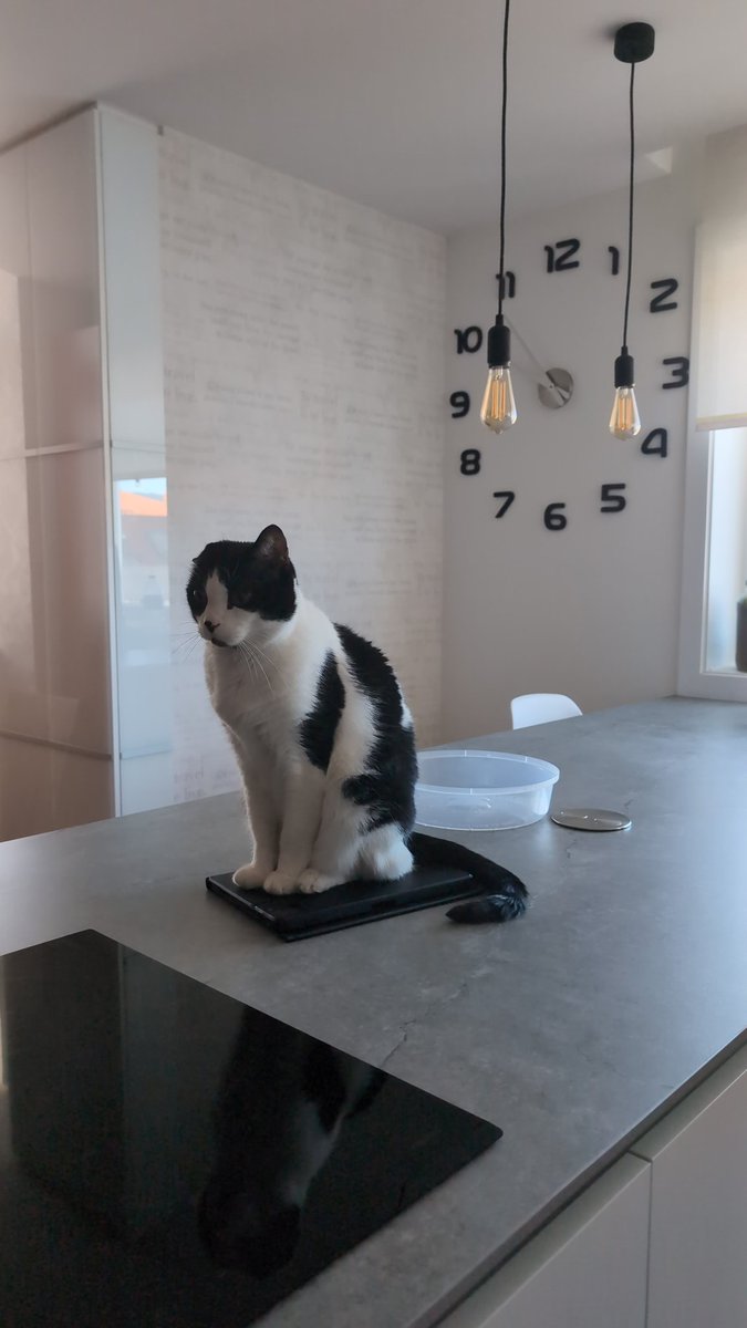 lorenzolaura_'s tweet photo. Mi Leo y de la misma edad 🖤🐱 https://t.co/QPARR4ORJC