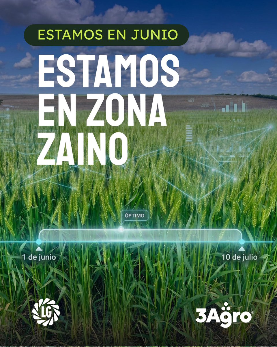 3agro's tweet photo. 📣Momento de sembrar LG ZAINO, una variedad de ciclo corto y alto potencial.

🌾Rendimiento
🌾Calidad
🌾Sanidad comprobada por nuestros clientes

@lgsemillas 

https://t.co/pimpq4b5FN https://t.co/cr7jLehN69