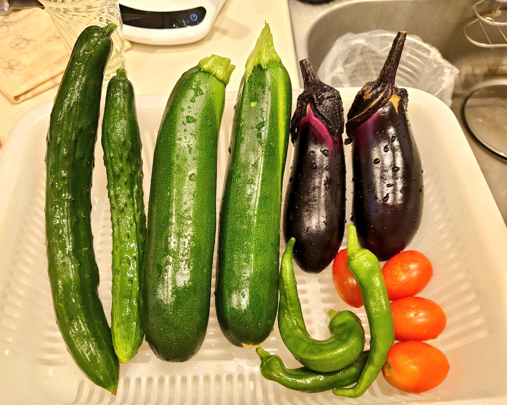 moca_vicky's tweet photo. 今朝の収穫🤗
ズッキーニ🥒🥒、なす🍆🍆、ミニトマト🍅🍅🍅🍅、きゅうり🥒🥒、万願寺とうがらし🌶🌶🌶
#家庭菜園 #世田谷 #ファミリー農園  #収穫 https://t.co/1Ww12Wmuh3