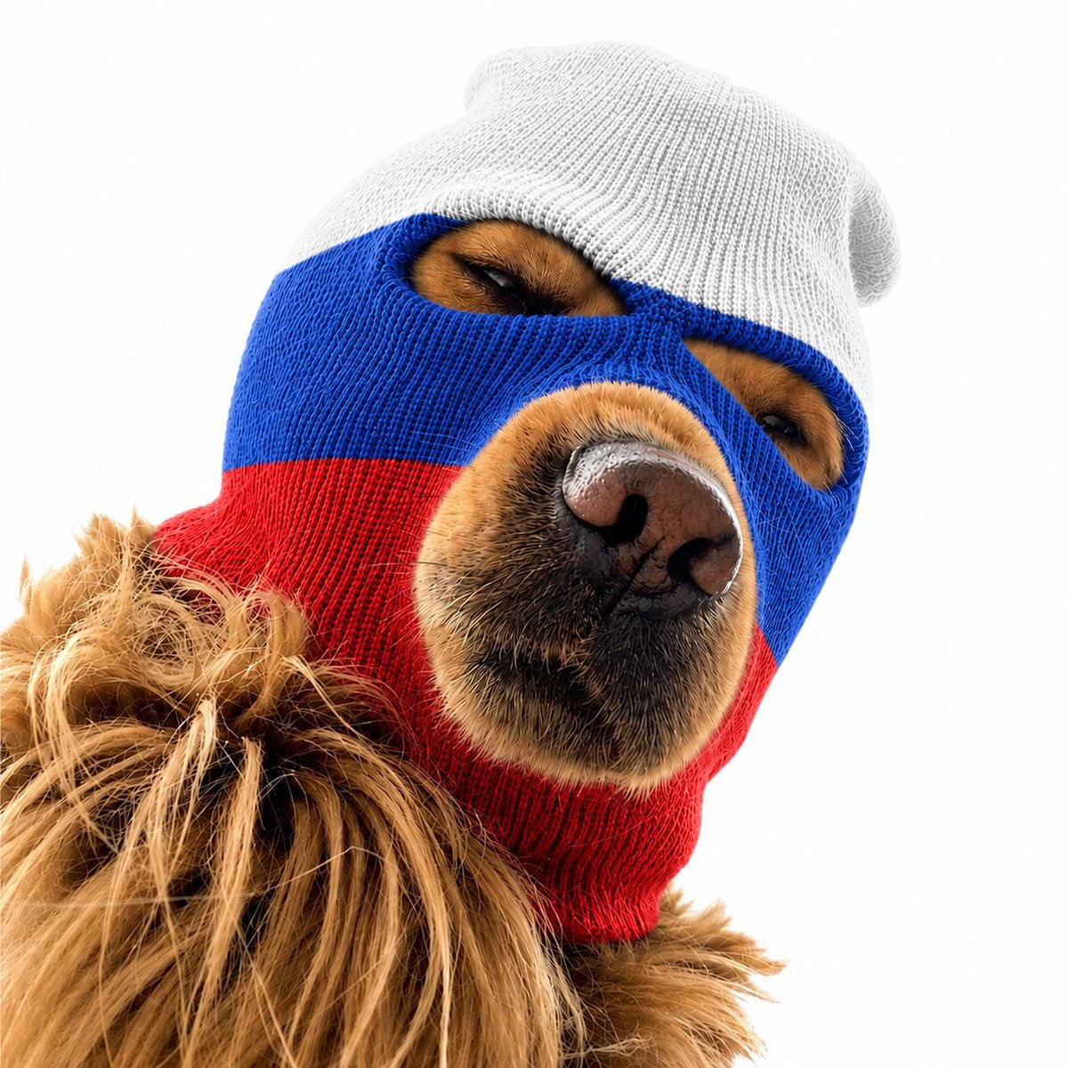 Skellysyn's tweet photo. $Ski dog https://t.co/kL3ziKpMiM