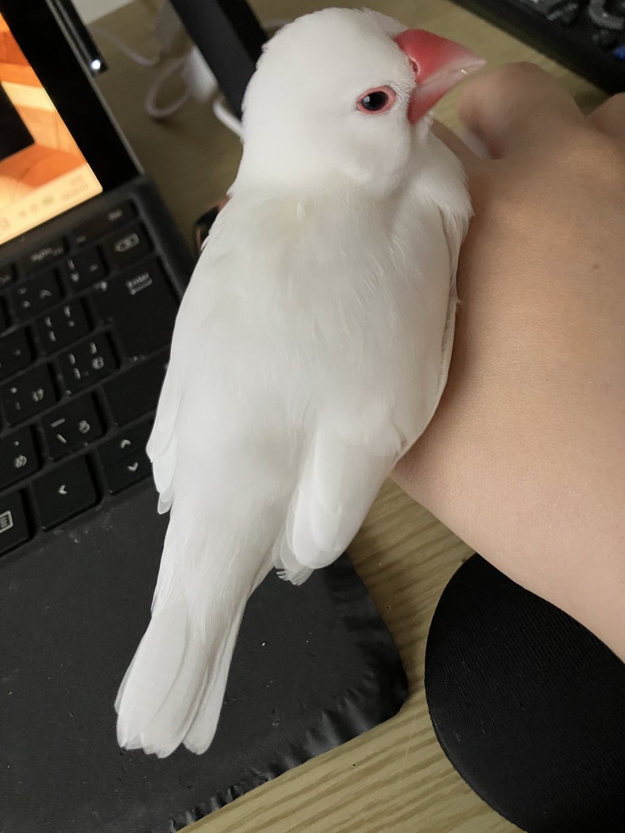 irotOYonesan's tweet photo. ちくちくからのふかっ https://t.co/9kjPf5txh9