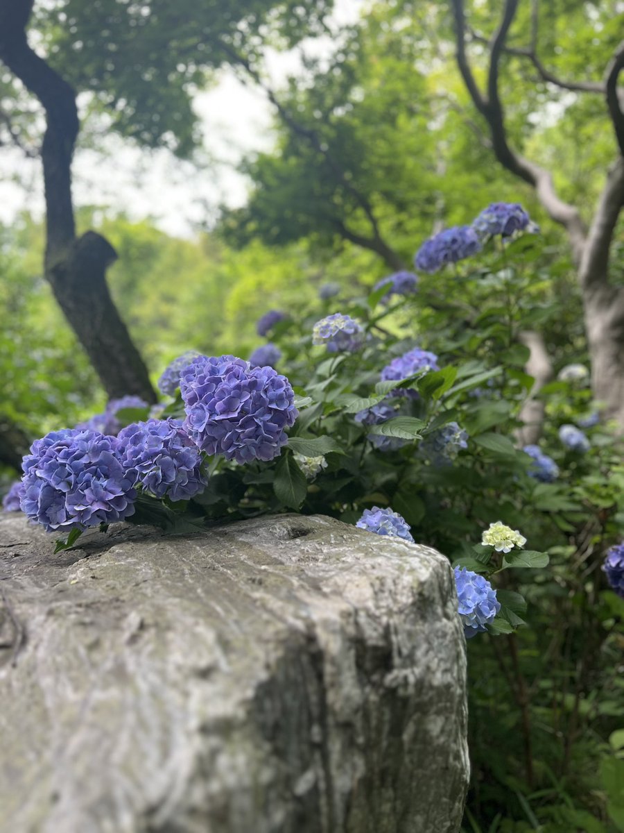 J_WALK1985's tweet photo. 自宅から徒歩圏内のお寺の境内に咲く紫陽花。
花を撮る📷人、花とモデルさんを撮る人、梅の実を採る人…思い思いのひと時。
私は住職とそのお母様に、手入れが大変だから手伝って頂きたい…と言われて、少し考えました。…無理無理、無責任になるのでご遠慮。
金曜日、週末のためにも丁寧に穏やかに。 https://t.co/7sXCMhaSaz