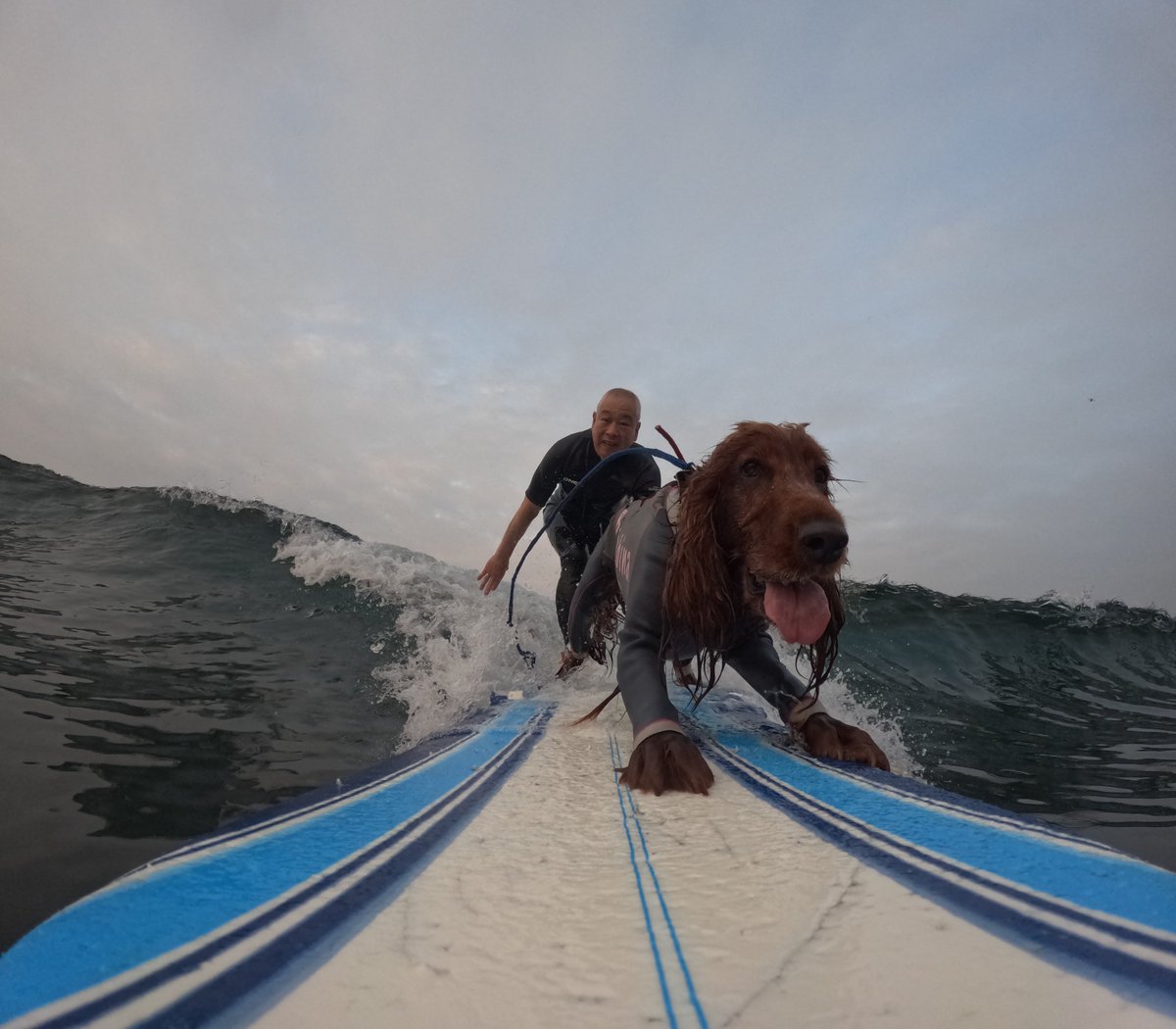 Surfing_Dog's tweet photo. 2026.6.19
ハッピータンデムサーフィン♪
#goprodog #hero13black
#goprojp
#goproのある生活
#wavestorm #stormblade
#bambina #アイリッシュセター #irishsetter
#サーフドッグ #サーフィン犬
#サーファー犬 #ドッグサーフィン
#波乗り犬 https://t.co/zyPsmfJk2F