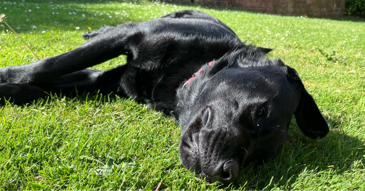 barneyhound's tweet photo. FOR THOSE ALREADY TIRED OF THE WORLD CUP

Late night football is a game
Of two halves it is said,
Which means one’s played whilst you’re awake,
The other whilst you’re in bed. https://t.co/2lztsAaMGn