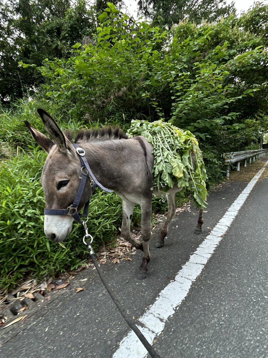 TJo95V15kl35013's tweet photo. おみやげ背負って🌿

#ロバ
#パリカール https://t.co/YGMlpNMBpf