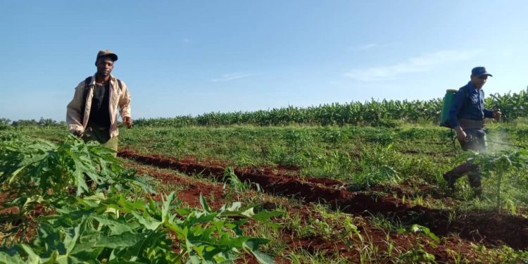 DiarioArtemisa's tweet photo. Menos trabas para quienes producen en el surco. Se anuncia una transformación agrícola radical que desmonta estructuras burocráticas históricas y abre el sector a la inversión. #NuestraRespuestaEsLaUnidad #ArtemisaJuntosSomosMás @AsambleaCuba https://t.co/Y108M2zN9U