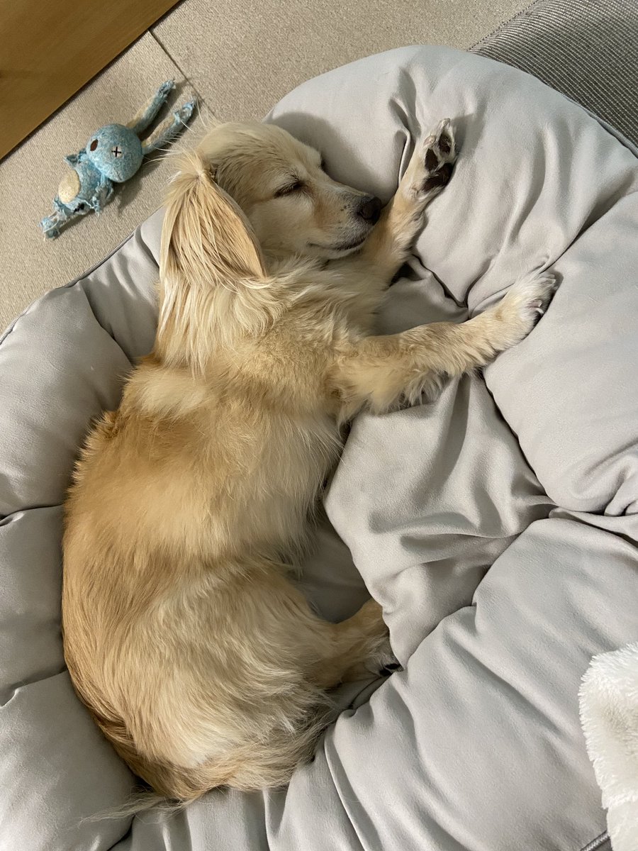 sakeo200's tweet photo. 最近は人間起きても全然起きないんだワン🐶グゥ〜😴 https://t.co/AZsKISC2HW
