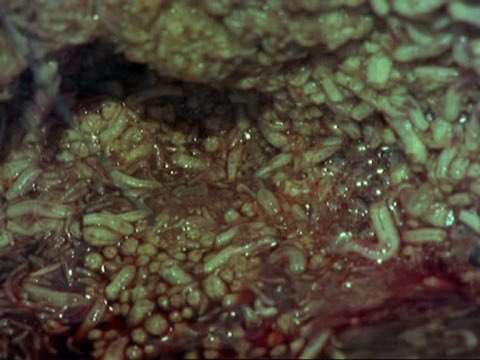 perfectcleanse's tweet photo. maggot vomit https://t.co/DUqxVQhHtM
