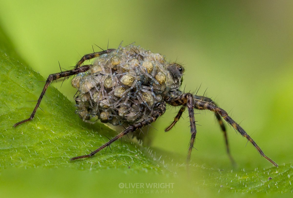OW_Photography's tweet photo. I managed to find another wolf spider with babies today :) She gave me a side view and then a back view before she went deeper into the foliage.

IMHO one of the most interesting views in UK nature!

Handheld stacked shots with Canon R5ii and RF 100mm f/2.8 L macro https://t.co/0FxuJjtcmE