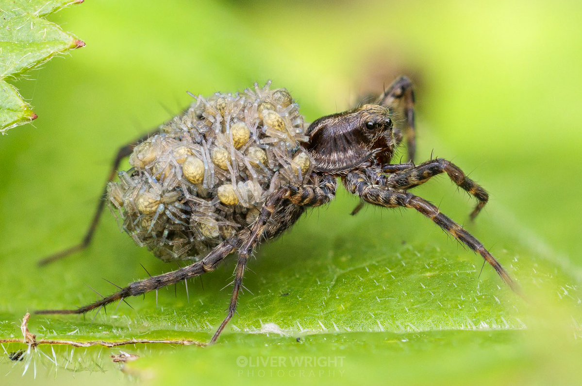 OW_Photography's tweet photo. I managed to find another wolf spider with babies today :) She gave me a side view and then a back view before she went deeper into the foliage.

IMHO one of the most interesting views in UK nature!

Handheld stacked shots with Canon R5ii and RF 100mm f/2.8 L macro https://t.co/0FxuJjtcmE