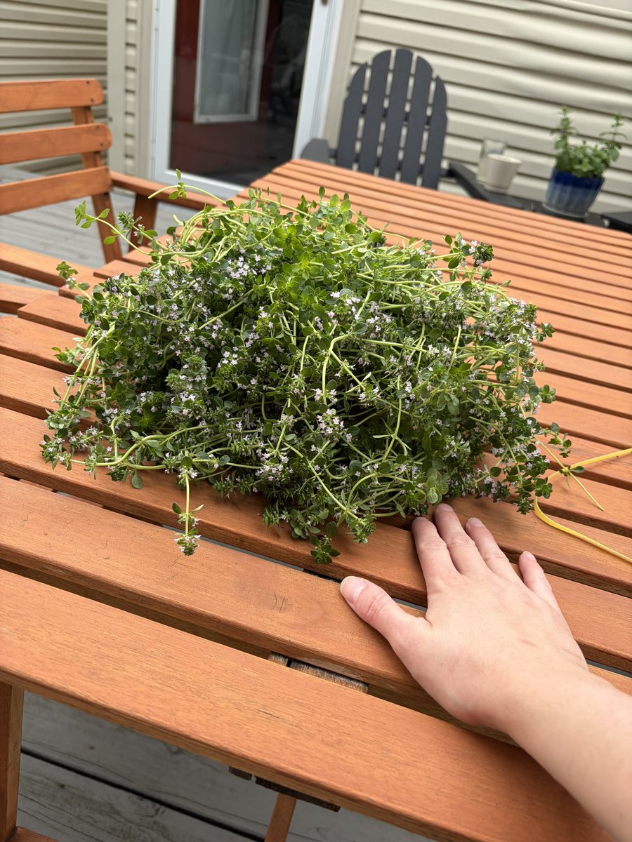 anntidepressant's tweet photo. What can a girl do w approximately 2 pounds of thyme https://t.co/T7a1KJVu6L