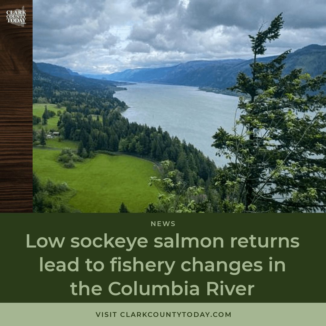 NewsFromCCT's tweet photo. Sockeye returns to Bonneville Dam are projected at less than half the pre-season forecast of 275,000 fish. Upper Columbia fisheries won't open July 1. Hanford Reach closes June 20. Lower Columbia trimmed to June 27–July 5. https://t.co/9ZpRdGXEUD #SockeyeSalmon #WDFW https://t.co/fqnqtVZgq0