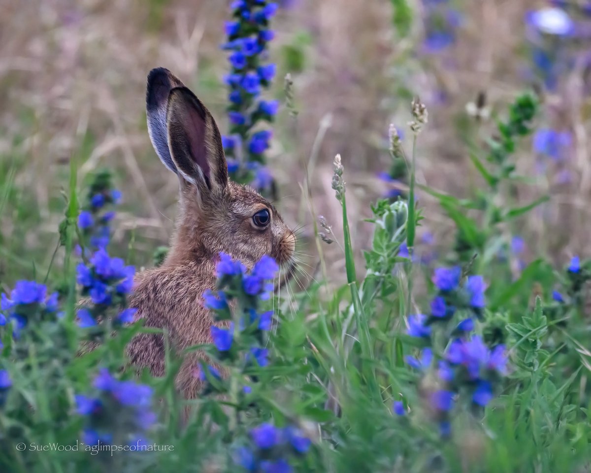 SW_PhotoNature's tweet photo. Baby in blue 🥰 https://t.co/4Xp3vcc1l9
