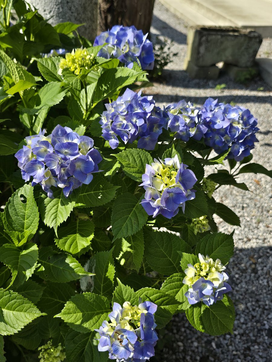 homuraakemihomu's tweet photo. 栃木県栃木市　鷲宮神社にて⛩️　コロナ禍ぶりの参拝で久々に直書き御朱印拝受☺️　境内あちこちに紫陽花が咲いてた✨ https://t.co/MNbn4vmEXh