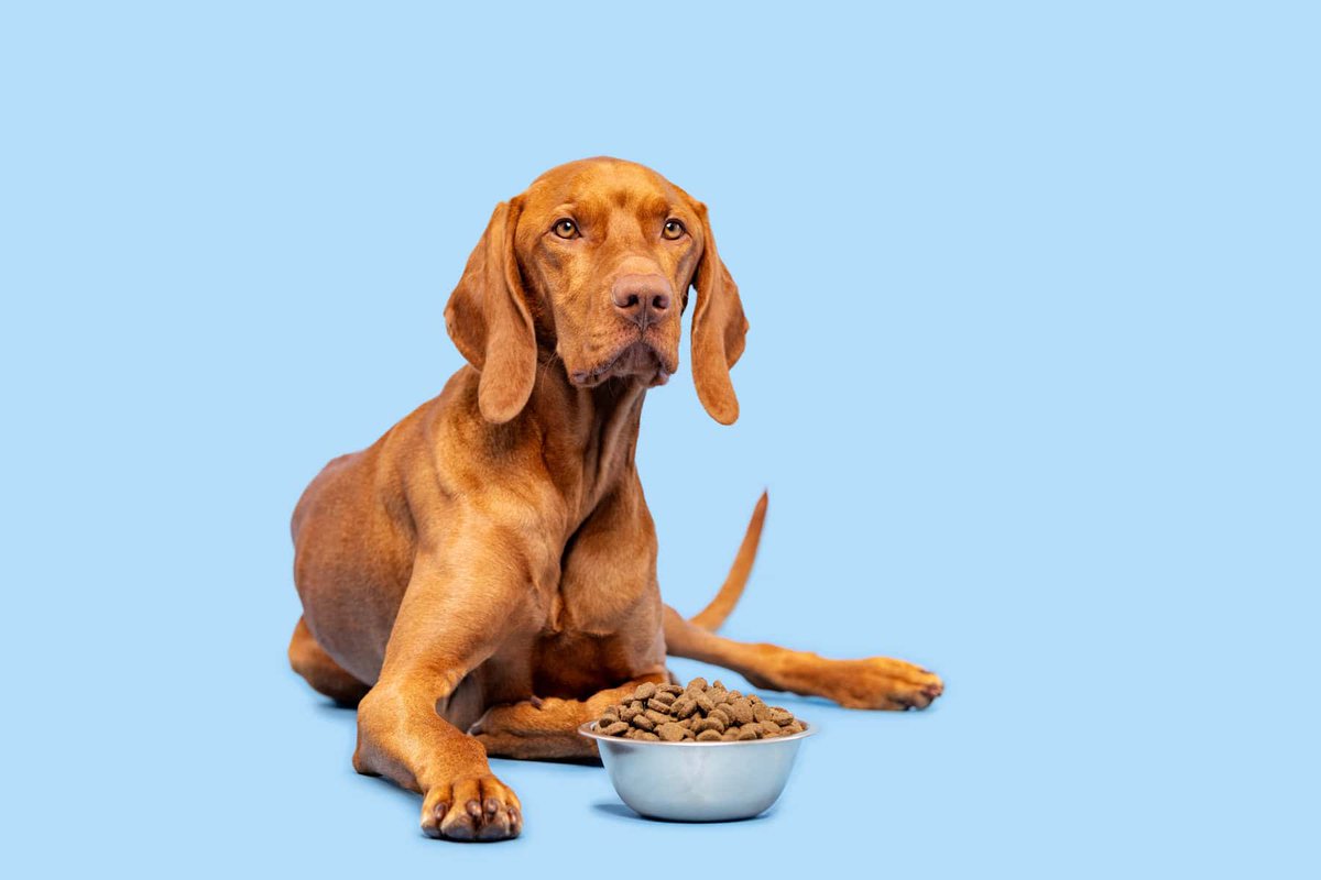 ProtisGlobal's tweet photo. Internal recruiting works for many roles. Pet industry C-suite usually isn't one. #PetIndustry #ExecutiveSearch https://t.co/BN9W4ZB9m4 https://t.co/Z5Po3fXPYG