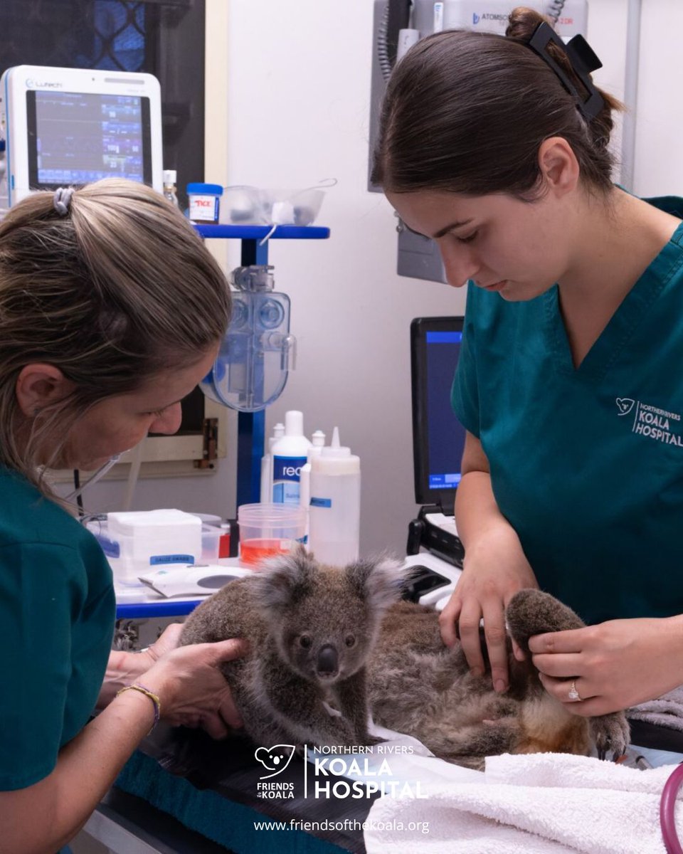 Friends_Koala's tweet photo. This appeal is about so much more than bricks and mortar. Completing our hospital expansion means critical treatment spaces and equipment for #koalas who need complex care. That can make all the difference. 🐨 https://t.co/88UQ1Xg5eT https://t.co/XyCakCI80H