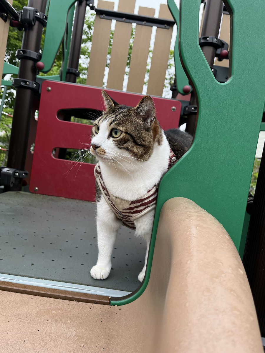 morimugi1027's tweet photo. 猫🐈の朝は早い
早朝からお散歩
気持ちいいね😊
#猫　#猫好き https://t.co/yW92fFnxte