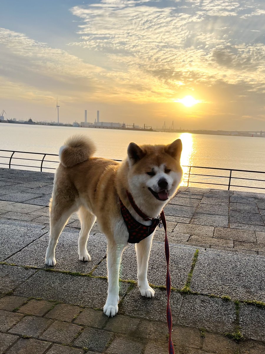 litepooh's tweet photo. 太陽が
光の道を
海に敷く。
モデルありがと
好きに歩いて
(梅雨→夏だから、次は秋かな) https://t.co/Y72EYGzWxG