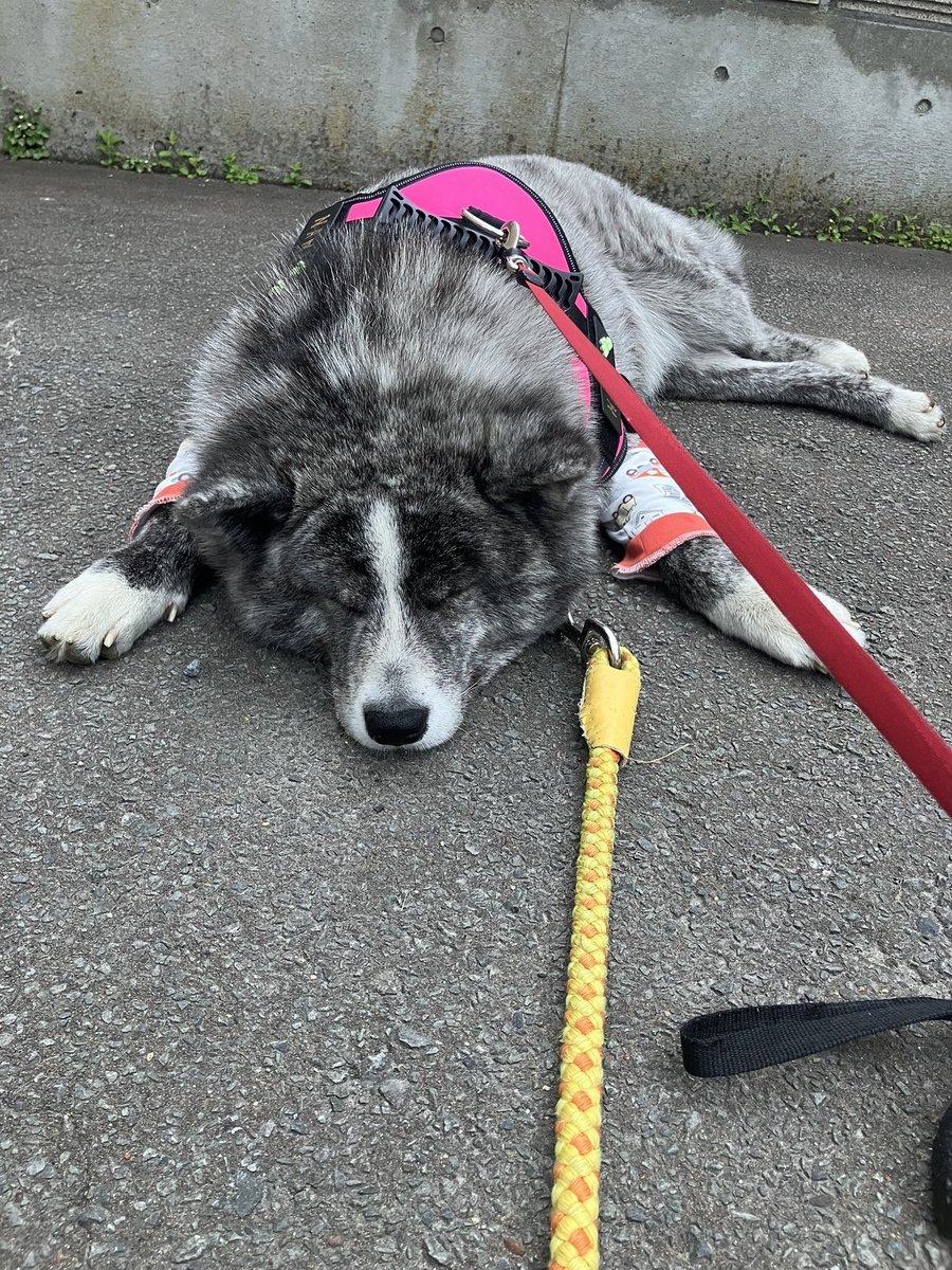 Ms722J's tweet photo. 玄関カリカリして散歩に行きたいのかと思って外に出たら寝た😅 https://t.co/40dICzzCux