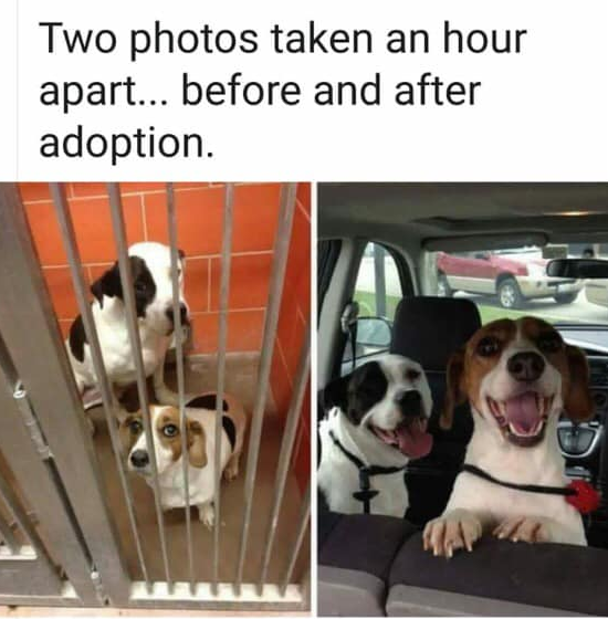 TweeetsOfDogs's tweet photo. https://t.co/H0DgmDYjbw