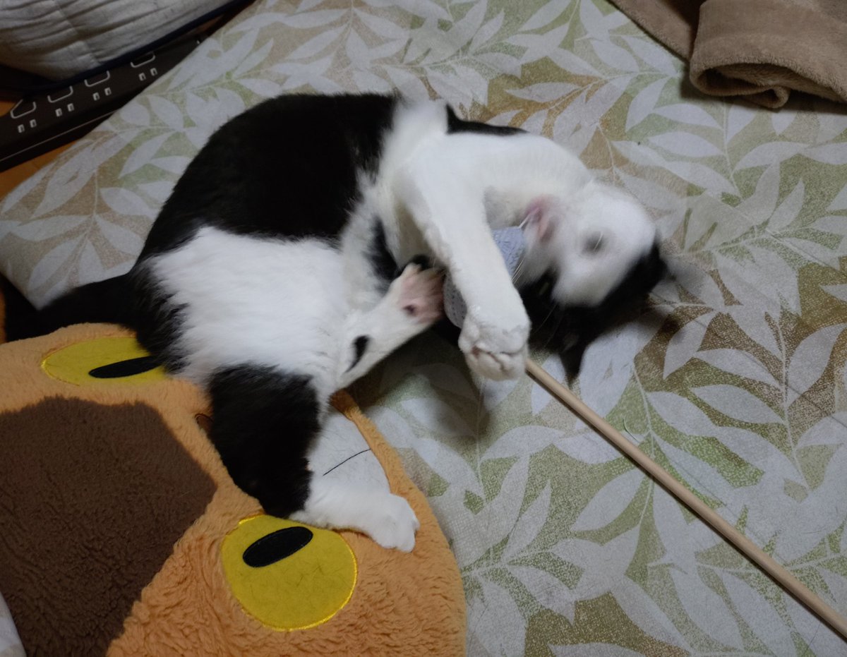 chasuke_navi's tweet photo. こうっ🐈‍⬛ https://t.co/FM8qgqq2kV