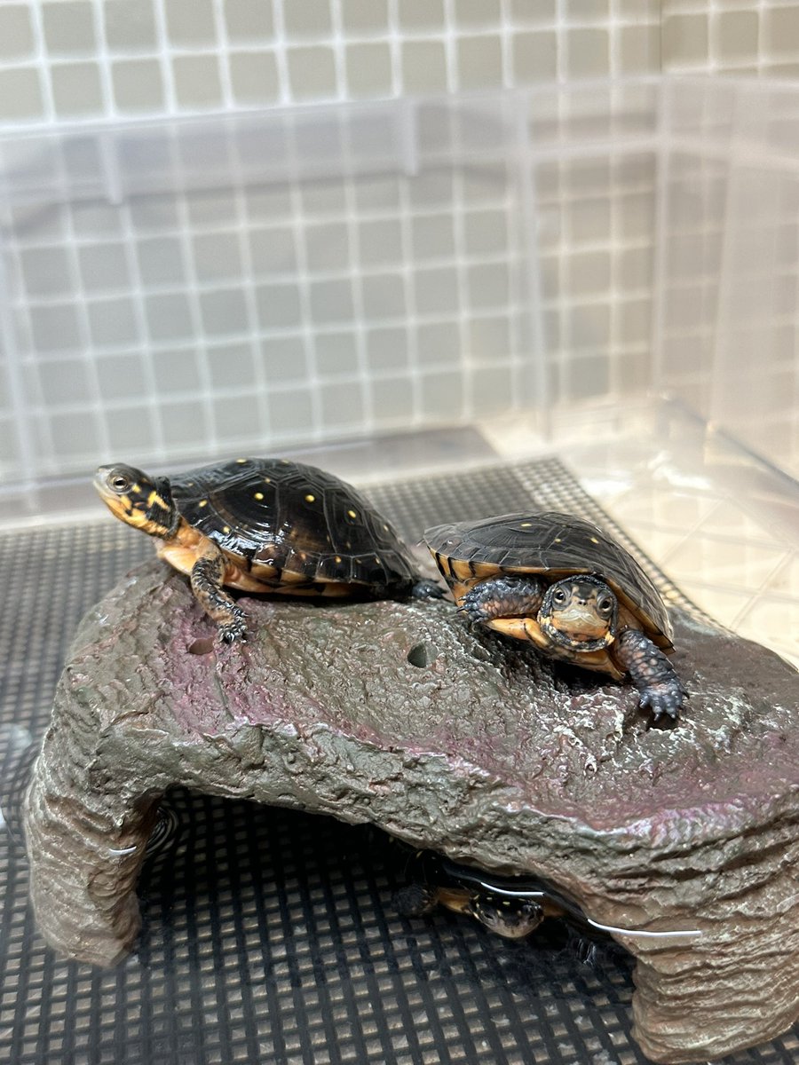 mitsuhiko_m0920's tweet photo. 6/19(金)
曇時々晴
最高気温30度
おはよ✋
#ミズガメ
#キボシイシガメ
#turtle
#clemmys https://t.co/HyWm1NeUnj