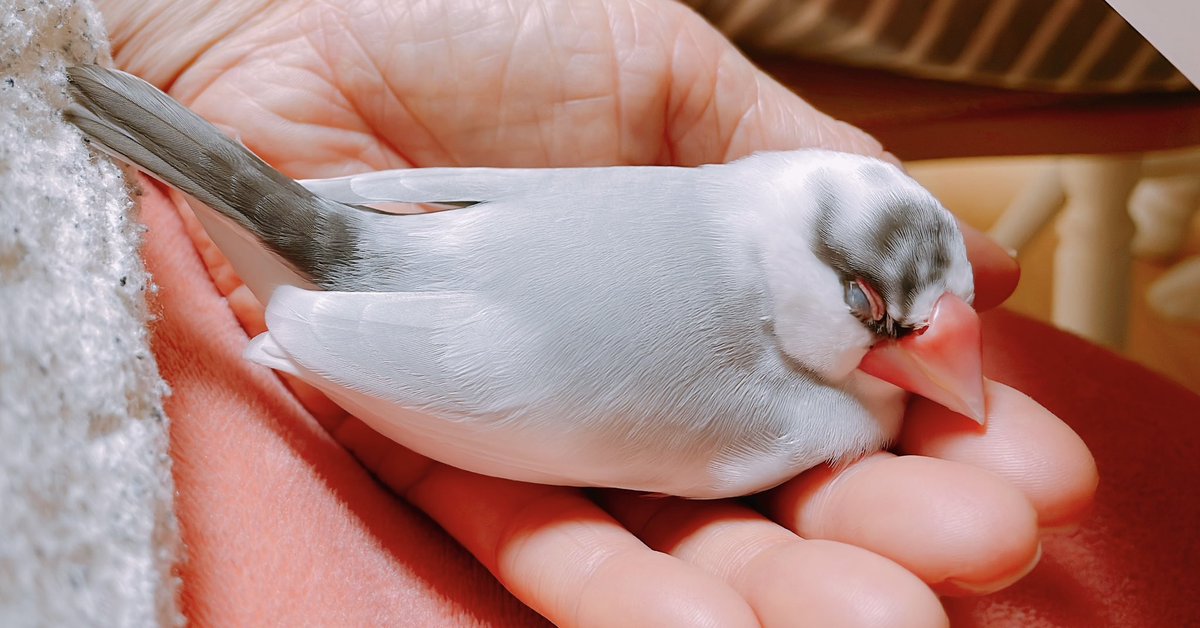 chicken2810's tweet photo. おまけ♪

ぐっすり♡

#buncho https://t.co/CnMvJmMNzS